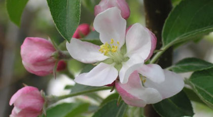 Malus Floribunda Golden Hornet