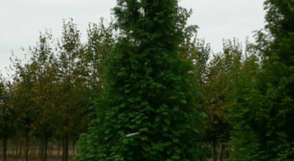 Metasequoia Glyptostroboides Ramificato