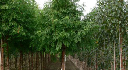 Metasequoia Glyptostroboides Albero