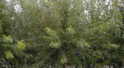 Morus Alba