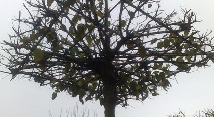 Morus Alba Fruitless a tetto