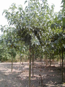 Morus Alba Fruitless