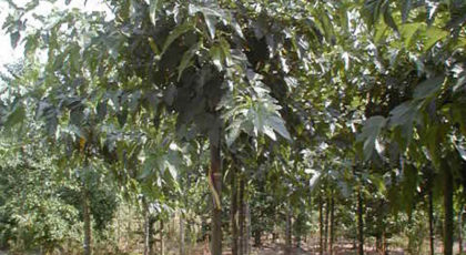 Morus Alba Fruitless