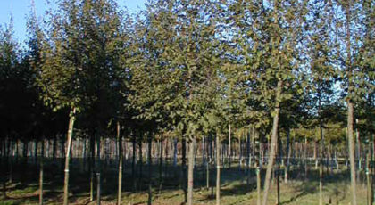 Ostrya Carpinifolia Albero