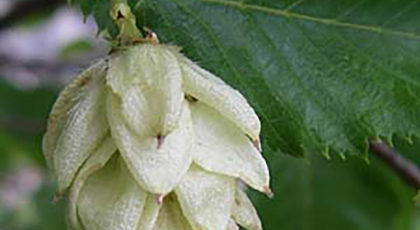 Ostrya Carpinifolia cespuglio