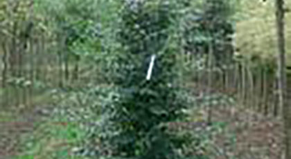 Ostrya Carpinifolia Ramificato