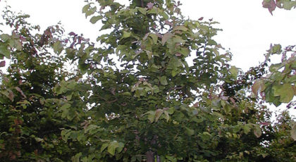 Parrotia Persica