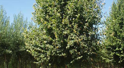 Paulownia Tomentosa