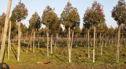 Photinia Fraseri Red Robin
