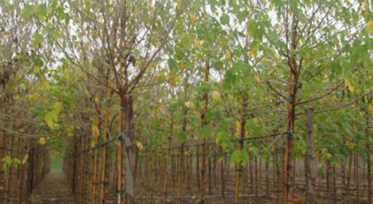 Platanus Orientalis