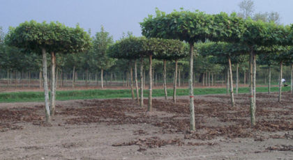 Platanus Acerifolia formato a tetto