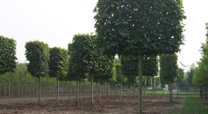 Platanus Acerifolia formato a spalliera
