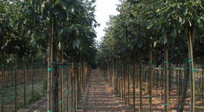 Platanus Acerifolia