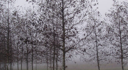 Platanus Orientalis Digitata