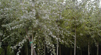 Populus Tremula