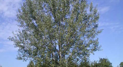 Populus Alba