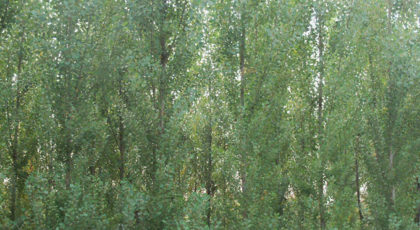 Populus Nigra Italica (Pyramidalis)