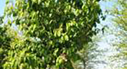 Prunus Maackii