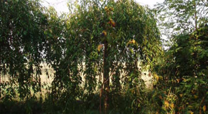 Prunus Subhirtella Pendula