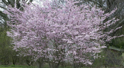 Prunus Subhirtella Autumnalis cespuglio