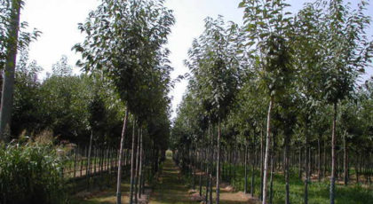 Prunus Avium Plena