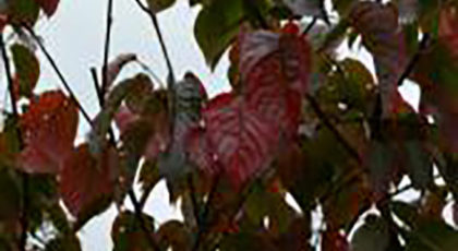 Prunus Hillieri Spire