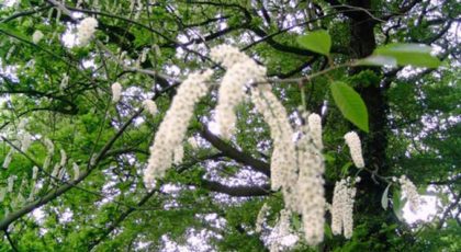 Prunus Padus Watereri