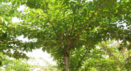 Prunus Yedoensis