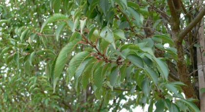 Prunus Pandora