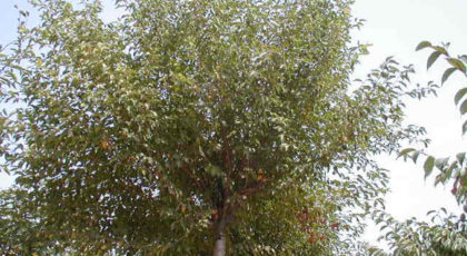 Prunus Accolade