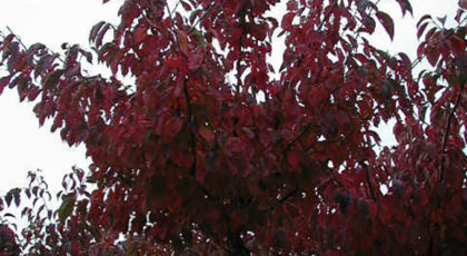 Prunus Sargentii
