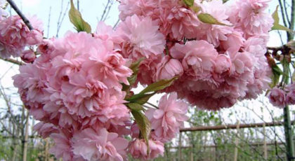 Prunus Serrulata Kiko Shidare Zakura