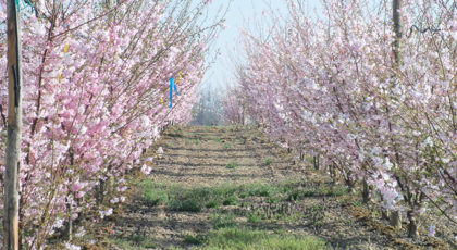 Prunus Serrulata Kanzan cespuglio
