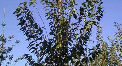 Prunus Avium