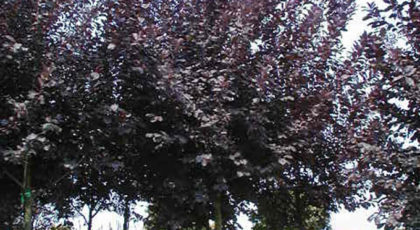 Prunus Virginiana Shubert