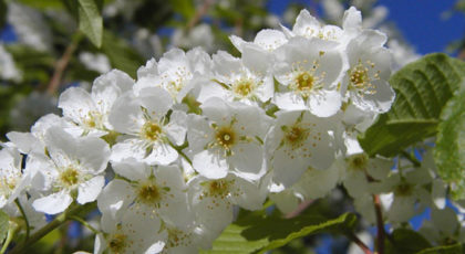 Prunus Padus cespuglio