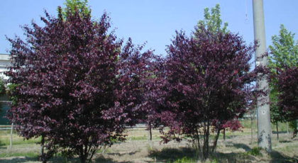 Prunus Pissardi Nigra cespuglio