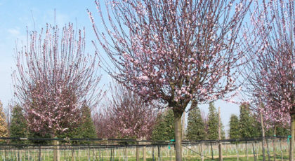 Prunus Pissardi Nigra