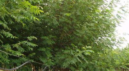 Pterocarya Fraxinifolia