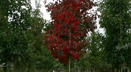 Pyrus Calleryana Redspire