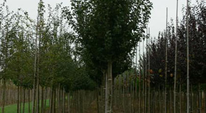 Pyrus Communis Beech Hill