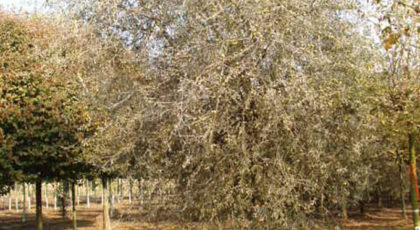 Pyrus Salicifolia Pendula