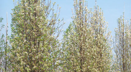 Pyrus Calleryana Chanticleer