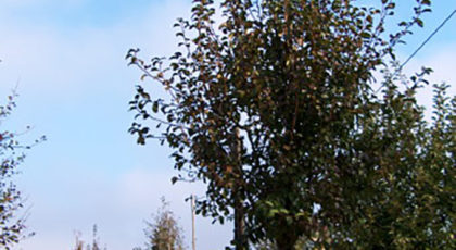 Pyrus Communis