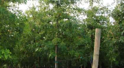 Quercus Palustris