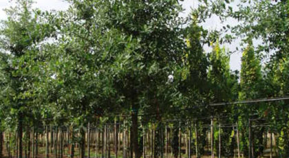 Quercus Pubescens