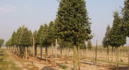 Quercus Ilex