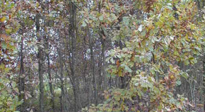 Quercus Robur cespuglio