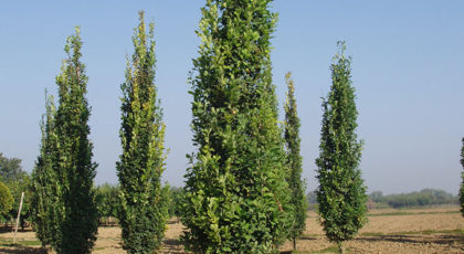 Quercus Robur Fastigiata Koster Ramificato