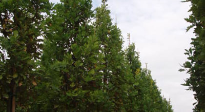 Quercus Robur Fastigiata Koster Albero